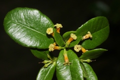 Alyxia stellata