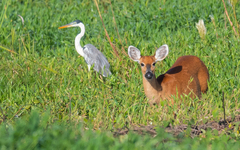 Blastocerus dichotomus