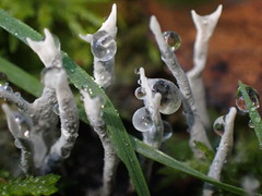 Xylaria hypoxylon