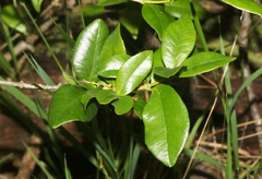 Alyxia stellata