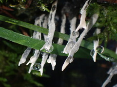 Xylaria hypoxylon