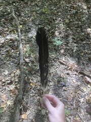 Cathartes aura