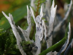 Xylaria hypoxylon
