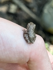Hyla chrysoscelis