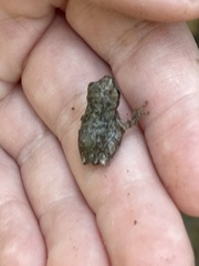 Hyla chrysoscelis