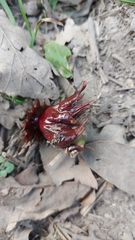 Andricus dentimitratus