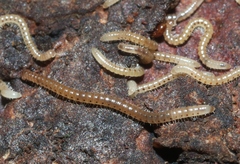 Cylindroiulus britannicus