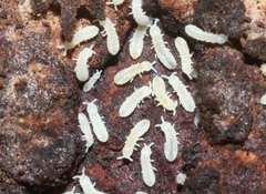 Onychiurinae