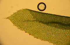 Mnium stellare