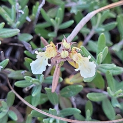 Teucrium montanum