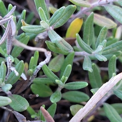 Teucrium montanum