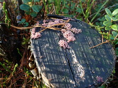 Ascocoryne sarcoides