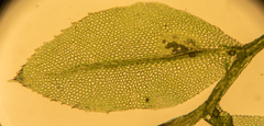 Mnium stellare
