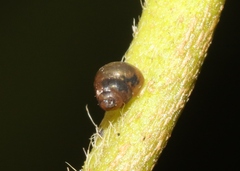 Achatinellidae