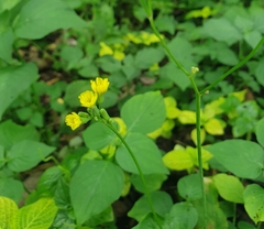 Youngia