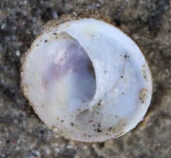 Sigapatella novaezelandiae