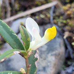 Polygaloides chamaebuxus