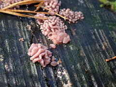 Ascocoryne sarcoides