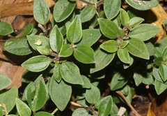 Peperomia leptostachya