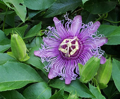 Passiflora