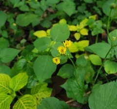 Youngia