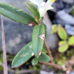 Polygaloides chamaebuxus