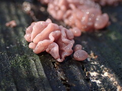 Ascocoryne sarcoides