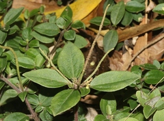 Peperomia leptostachya