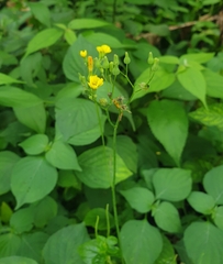 Youngia