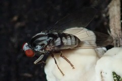 Polyporivora picta