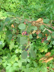 Amelanchier spicata