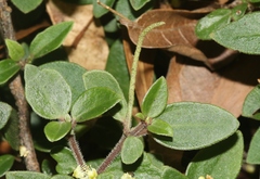 Peperomia leptostachya
