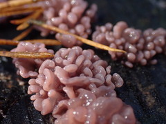 Ascocoryne sarcoides