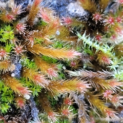 Orthothecium rufescens