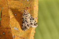 Blepharomastix schistisemalis