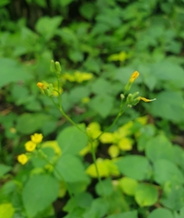 Youngia