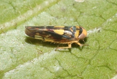 Nesophrosyne