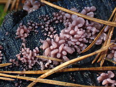 Ascocoryne sarcoides