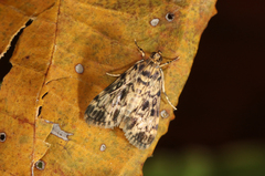 Blepharomastix schistisemalis