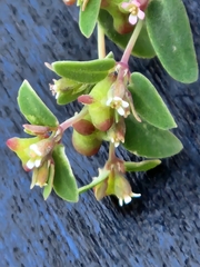 Euphorbia villifera
