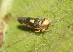 Nesophrosyne