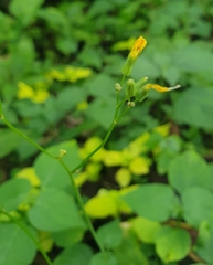 Youngia
