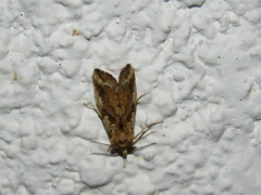 Plusiodonta compressipalpis