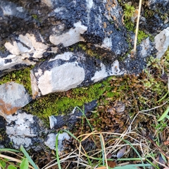 Orthothecium rufescens