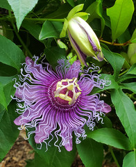 Passiflora