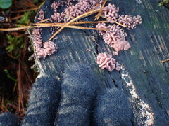 Ascocoryne sarcoides