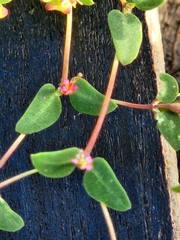 Euphorbia villifera