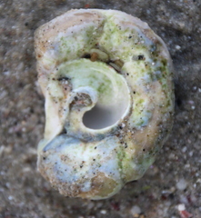Thylacodes zelandicus