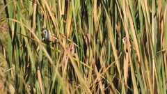 Panurus biarmicus