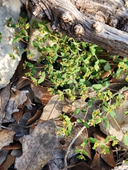 Euphorbia villifera